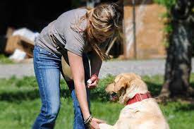 Online Dog Training Mastery: Become a Skilled Trainer with Convenient Virtual Courses post thumbnail image