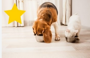 2021: Train Your Furry Friend from Home with the Help of these 8 Proven Online Dog Training Courses post thumbnail image