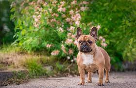 French Bulldog Exercise: Keeping Your Frenchie Fit and Active post thumbnail image