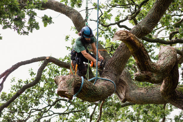 Maintaining Healthy Trees: The Role of Tree Services in Medford post thumbnail image