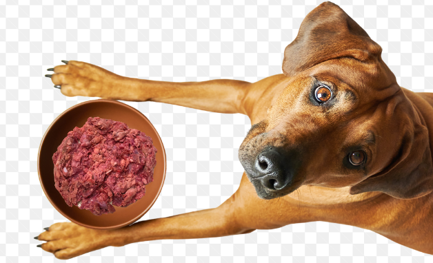 The Raw dog food Revolution: Embracing a Natural and Balanced Diet post thumbnail image