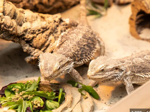 The Role of Parsley in a Bearded Dragon’s Diet: What You Need to Know post thumbnail image