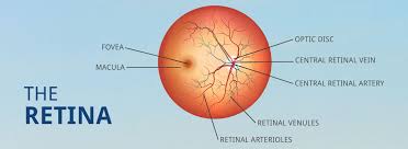 The Growing older Macula and What To Do to Protect Your Retina post thumbnail image