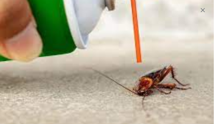 Specialist Insect pest Treatment Services to Protect Your Residence post thumbnail image