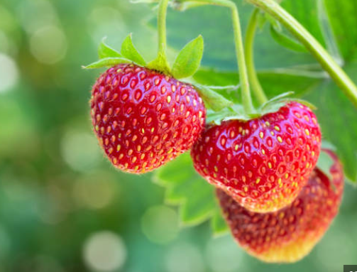 Kiwi Blueberry Nutrients Fertilizer: Support Nutrient Needs for Vibrant Fruit Plants post thumbnail image