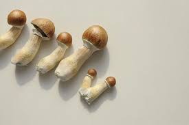 Understanding more about magic fresh mushrooms post thumbnail image