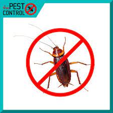 Combat Las Vegas Pest Problems with Effective Solutions for Your Home post thumbnail image