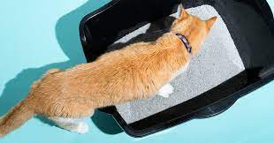 Discover the Future of Litter Box Maintenance with Animal Wellness Magazine post thumbnail image