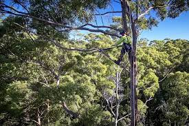 Tree Services Sunshine Coast: Comprehensive Solutions for Tree Care and Maintenance post thumbnail image
