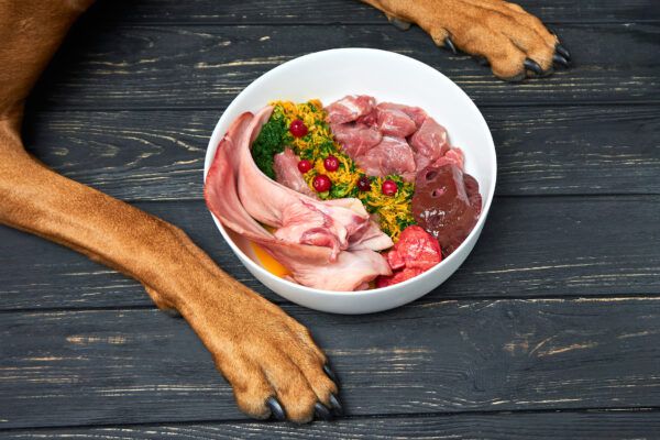 Raw Dog Food for Active Dogs: Fueling Energy and Performance post thumbnail image