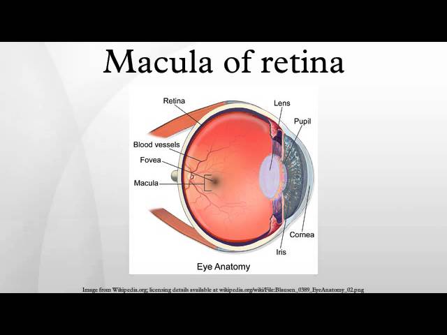 Protecting Your Eyesight: Strategies for Preserving a proper Macula post thumbnail image