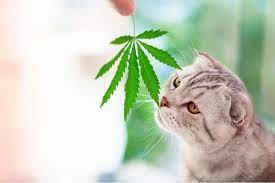 Pawsitively Healthy: Exploring CBD for Cats post thumbnail image