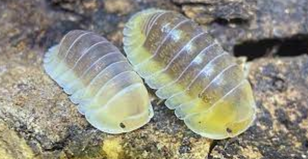 Isopod Enthusiasts Rejoice: Diving into the World of Rubber Ducky Isopods post thumbnail image