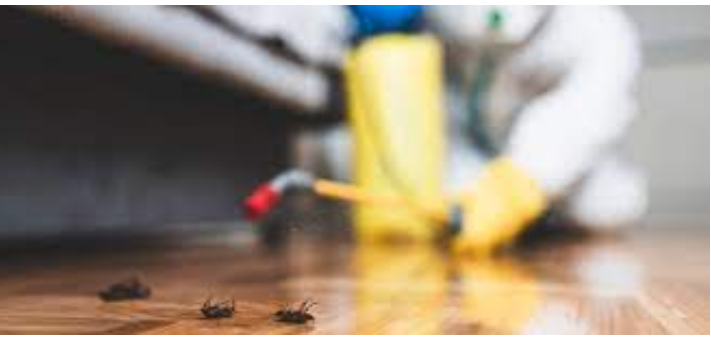 Combat Insects: Exterminator’s Knowledge post thumbnail image