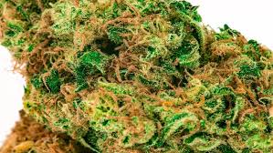 Find Competitive Prices on All kinds of Marijuana in High-quality cannabis with Secure Dealings post thumbnail image