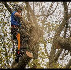 Richmond’s Tree Care Experts: Services You Can Trust post thumbnail image