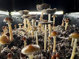 Buy Shrooms DC: Your Connection to Nature’s Wisdom post thumbnail image