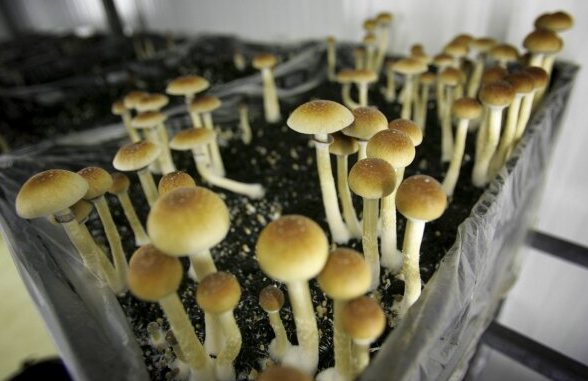 Psychedelic Adventures Await: Buying Shrooms in DC post thumbnail image